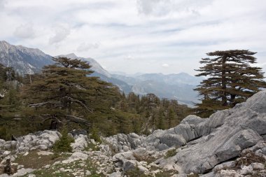Doğal dağ manzarası. Lübnan sedir Relict orman. Dağ tahtal Sıradağları ve bitişik doruklarının arasında eyer. Dağların tepesine çok uzaktayız. Lycian Way, Türkiye