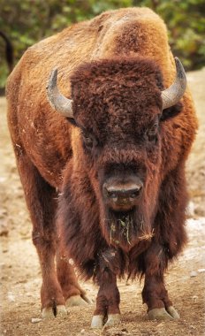 Yellowstone Milli Parkı, Wyoming, ABD dumanı tüten bir şofben önünde Amerikan bizonu (Bizon Bizon)