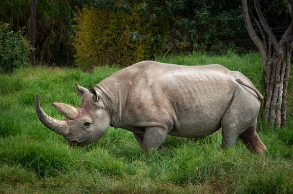 Rinoceronte Nero Rinoceronte Dalle Labbra Uncino Diceros Bicornis — Foto Stock