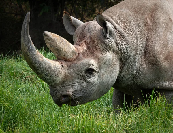 Black Rhinoceros Hook Lipped Rhinoceros Diceros Bicornis — Stock Photo, Image