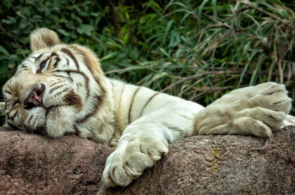 white tiger or Bengal tiger sleeping on the rock.