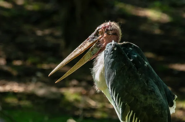 Marabou Stork Leptoptilos Crumeniferus — Stock Photo, Image