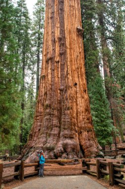 Tourist in Sequoia National Park next to General Sherman tree- largest known living single-stem tree on Earth. California, USA clipart