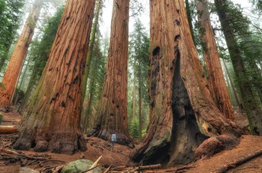 Yürüyüşçü yürüyor ve Sequoia Ulusal Parkı, Kaliforniya, ABD 'deki dev sekoya ağaçlarına bakıyor.