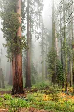 Dev Sekoya ağaçları Sequoia National Park, Kaliforniya, ABD