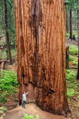Uzun yürüyüşe çıkan kimse yanında dev sekoya ağacı Sequoia National Park, Kaliforniya, ABD