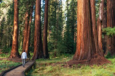 Hiker is walking and looking at the giant sequoia trees in Sequoia National Park, California, USA clipart