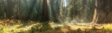 Morning in Sequoia National Park, California, USA clipart