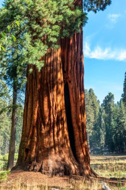 Sequoia Ulusal Parkı, Kaliforniya, ABD 'de Sabah