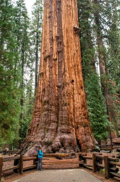 Turista Národním Parku Sequoia Vedle Strom Generála Shermana Strom Největší — Stock fotografie