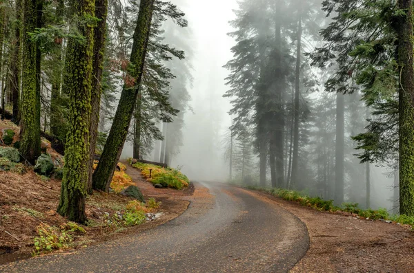 Voiture Sequoia National Park Californie États Unis — Photo