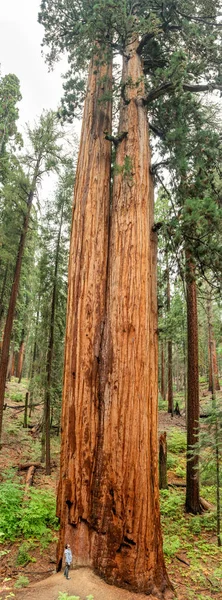 Πεζοπόρος Δίπλα Στο Giant Sequoia Δέντρο Στο Εθνικό Πάρκο Sequoia — Φωτογραφία Αρχείου