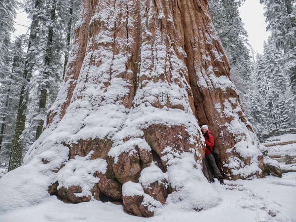 Turysta Sequoia National Park Okresie Zimowym Stany Zjednoczone Ameryki — Zdjęcie stockowe