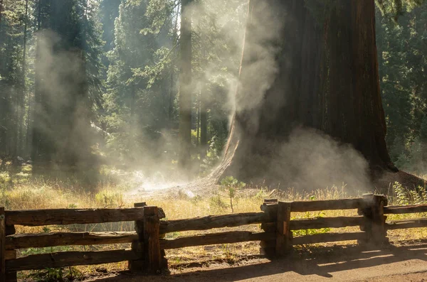 Poranek Parku Narodowym Sequoia Kalifornia Usa — Zdjęcie stockowe