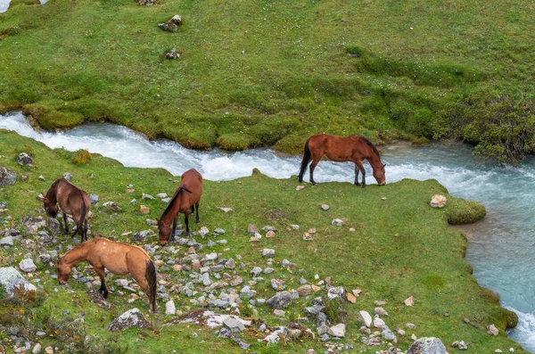 Atları Peru Andes Güney Amerika — Stok fotoğraf