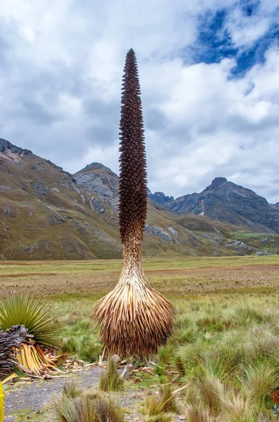 Puya Raimondii Även Känd Som Drottning Anderna Eller Puya Raimondi — Stockfoto