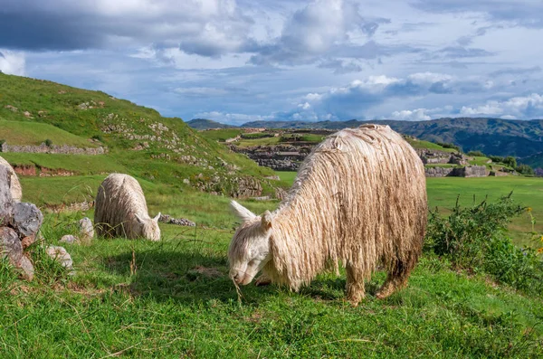 Lamy Starożytnym Mieście Sacsayhuaman Ruiny Inków Cusco Peru — Zdjęcie stockowe