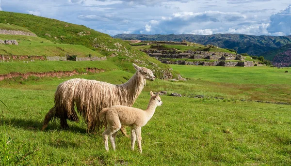 Llamas Cidade Antiga Sacsayhuaman Inca Ruínas Cusco Peru — Fotografia de Stock