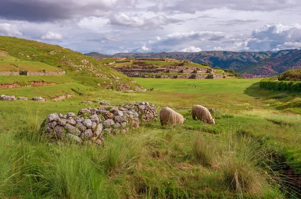 Lamy Starożytnym Mieście Sacsayhuaman Ruiny Inków Cusco Peru — Zdjęcie stockowe