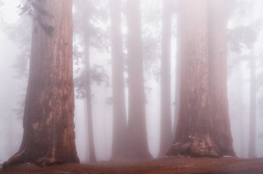 Giant sequoia trees in Sequoia National Park, California, USA clipart