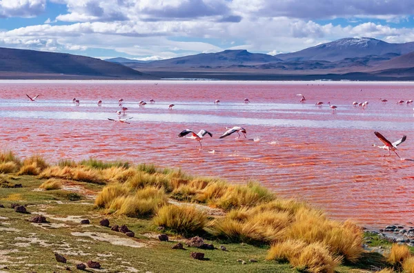 Vue Panoramique Sur Les Flamants Roses Laguna Colorada Uyuni Bolivie — Photo