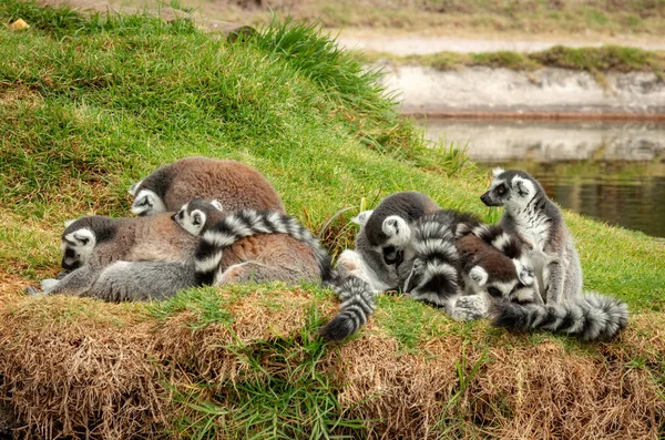 Лемури Мадагаскару Зоопарку Ring Tailed Лемур — стокове фото