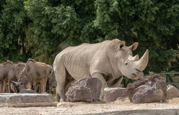 Nosorožec Tuponosý Nebo Náměstí Rty Nosorožce Zoo — Stock fotografie