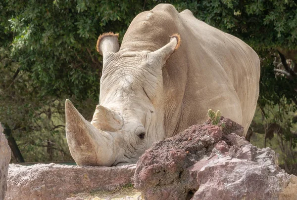 シロサイや動物園でサイのスクエア リップ — ストック写真