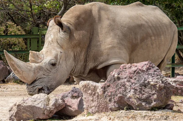 Білі Носороги Або Квадратні Носороги Зоопарку — стокове фото