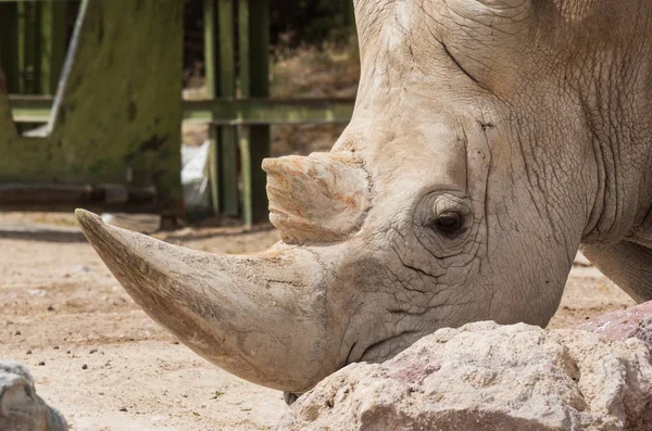 Vit Noshörning Eller Square Lipped Noshörning Zoo — Stockfoto