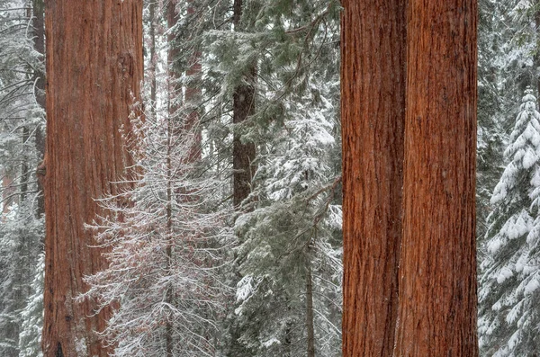 Dev Sekoya Ağaçları Sequoia National Park Kışın Abd — Stok fotoğraf