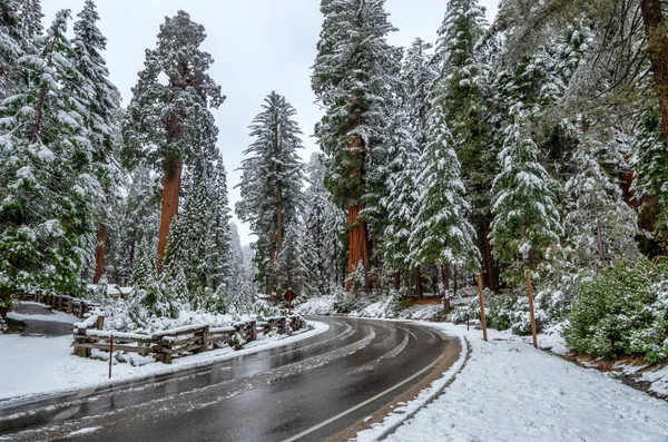 Giant Sequoia Trees at Sequoia National Park during winter, USA