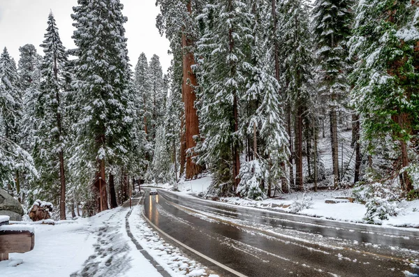 Giant Sequoia Träd Sequoia National Park Vintern Usa — Stockfoto
