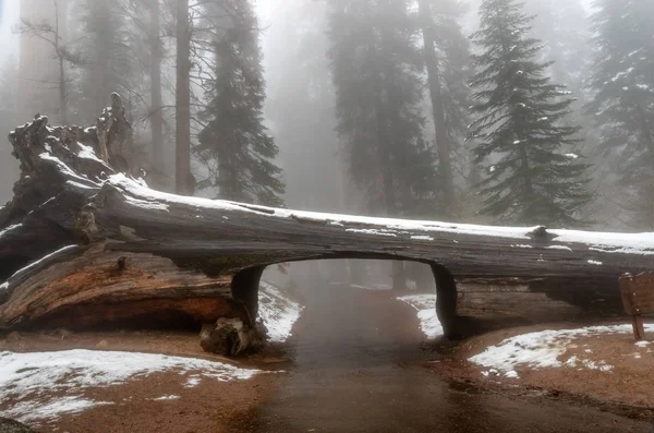 Tunel Parku Narodowym Sequoia Gigantyczne Drzewa Sequoia Sequoiadendron Giganteum Kalifornia — Zdjęcie stockowe