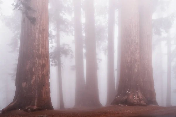 Raksasa Sequoia Pohon Sequoia Taman Nasional California Amerika Serikat — Stok Foto