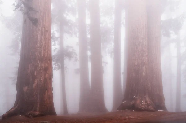 Giant Sequoia Drzew Sequoia National Park California Stany Zjednoczone Ameryki — Zdjęcie stockowe