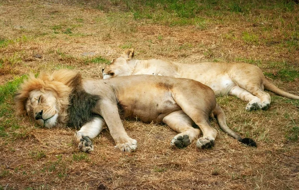 Casal Leões Descansando Terreno Gramado — Fotografia de Stock