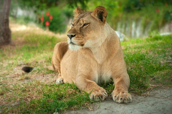 Jeden Odpoczynku Trawiastym Podłożu Lion — Zdjęcie stockowe