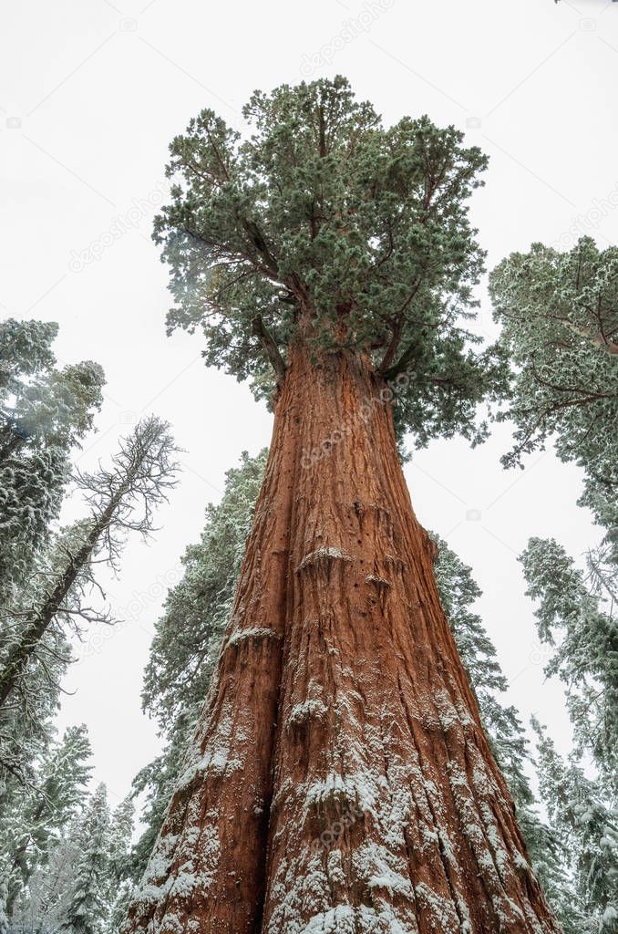 Giant Sequoia Trees ( Sequoiadendron giganteum), in Sequoia National Park during twinter, USA