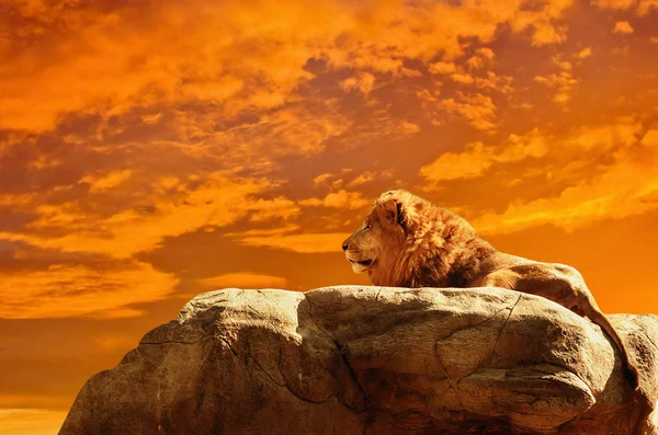 Löwe Bei Sonnenuntergang Afrikanischer Hintergrund — Stockfoto