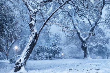Central Park 'ta kış manzarası. New York 'ta. ABD