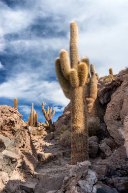 salar de uyuni, Bolivya Incahuasi Adası