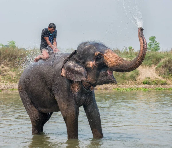 游泳的大象 — 图库照片