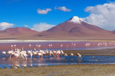 flamingolar laguna colorada, uyuni, Bolivya