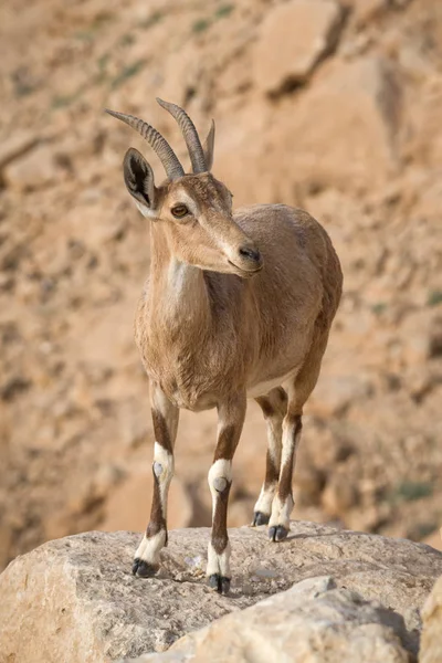 Ibex a sziklán a Ramon kráter Negev sivatagban Mitzpe Ramon, Izrael — Stock Fotó