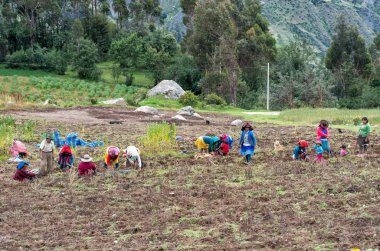 Perulu insanlar dağlarda çiftlikte çalışmak, Huaraz, Peru