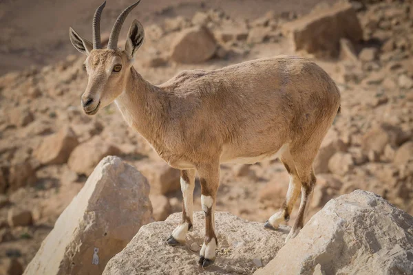 Ibex no penhasco da cratera Ramon no deserto de Negev em Mitzpe Ramon, Israel — Fotografia de Stock