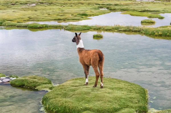 Lama in Peru, Südamerika — Stockfoto
