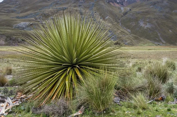 Puya raimondii in de Cordillera Blanca, Peru — Stockfoto