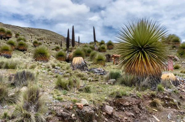 Puya Raimondiego w Cordillera Blanca, Peru — Zdjęcie stockowe